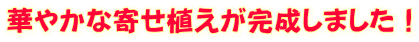 華やかな寄せ植えが完成しました!