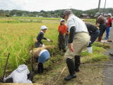 稲刈りの様子