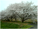 桜２