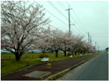 桜６