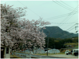 桜１