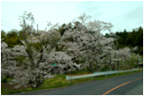 桜３