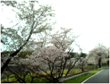 桜５