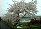 桜４