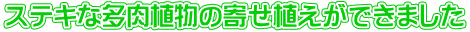 ステキな多肉植物の寄せ植えができました
