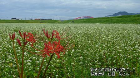 koshisobabatake