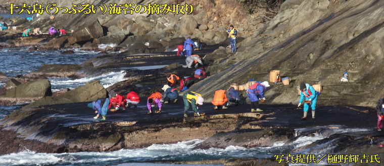 十六島（うっぷるい）海苔の摘み取り