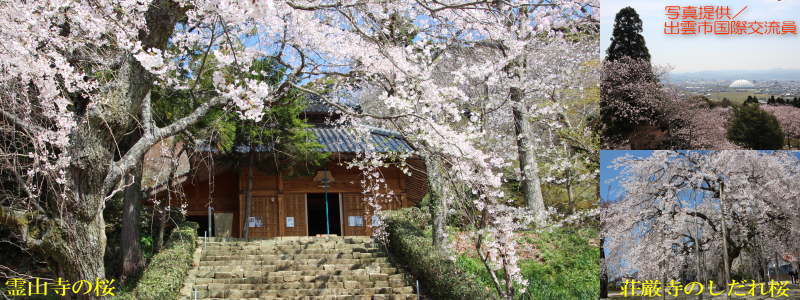 霊山寺・荘厳寺の桜