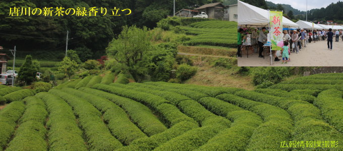唐川の新茶の緑香り立つ