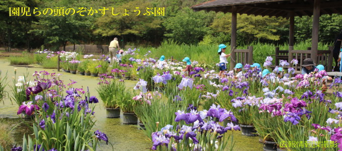 園児らの頭のぞかすしょうぶ園