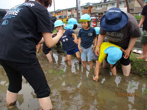 田植え