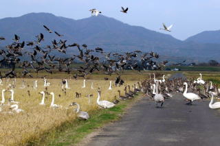 �����ƃ}�K���̎ʐ^