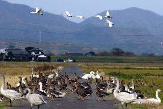 �����ƃ}�K���̎ʐ^�Q