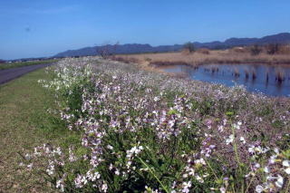 �����ΐ��݂̖�卪�̎ʐ^