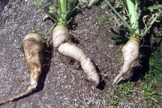 �����ΐ��ݖ�卪�̎ʐ^�Q