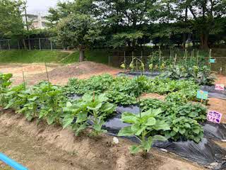 はたけ