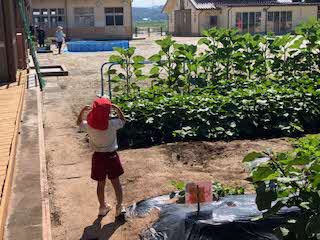 トマトが赤くなってる！