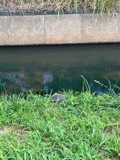川に飛び込むカメの写真