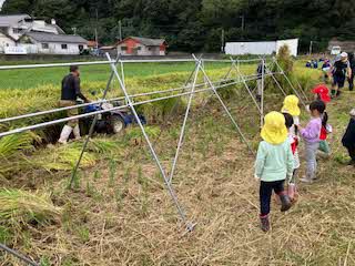 機械での稲刈り見学