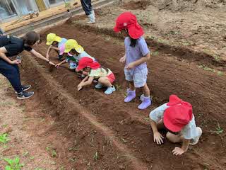 野菜の苗植え