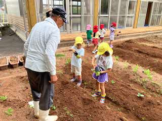 野菜の苗植え３