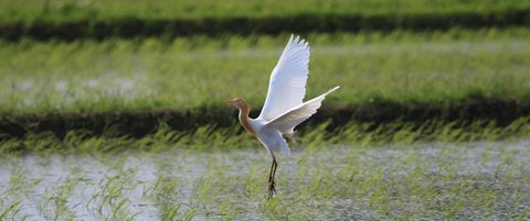 新田に飛来したアマサギ Photo by 渡部和夫
