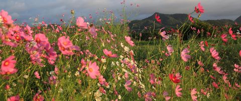 新建川沿いのコスモス Photo by 渡部和夫
