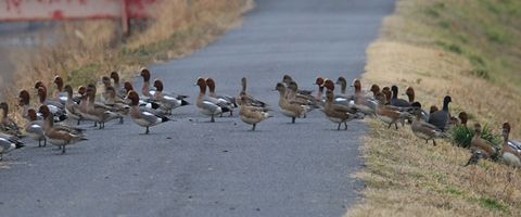 荘原百景 「新建川に向かう鴨」 Photo by 渡部和夫