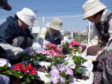 プランターへ植え付け