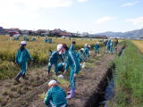 カマで稲を刈取り