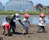 幼稚園田植え