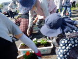 プランターの植え替え