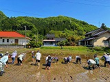 田植え