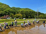 田植え