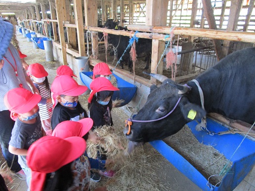 牛舎で牛を見学する子供