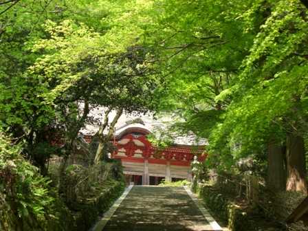 新緑の鰐淵寺