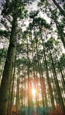 木々の間から光が差す写真