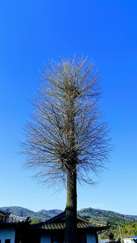 通伝寺の大銀杏写真