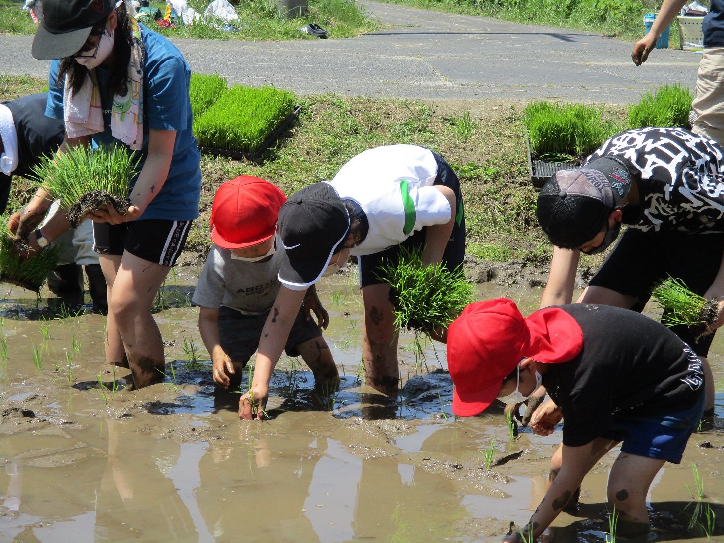 田植え写真