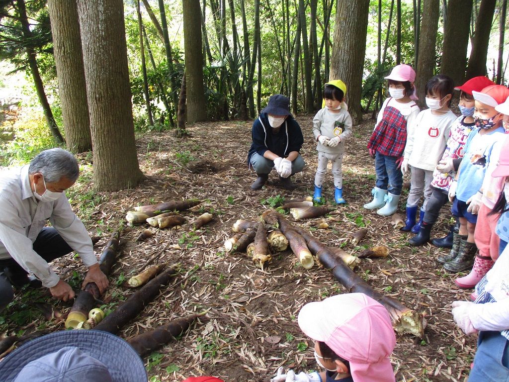 たけのこ掘り写真