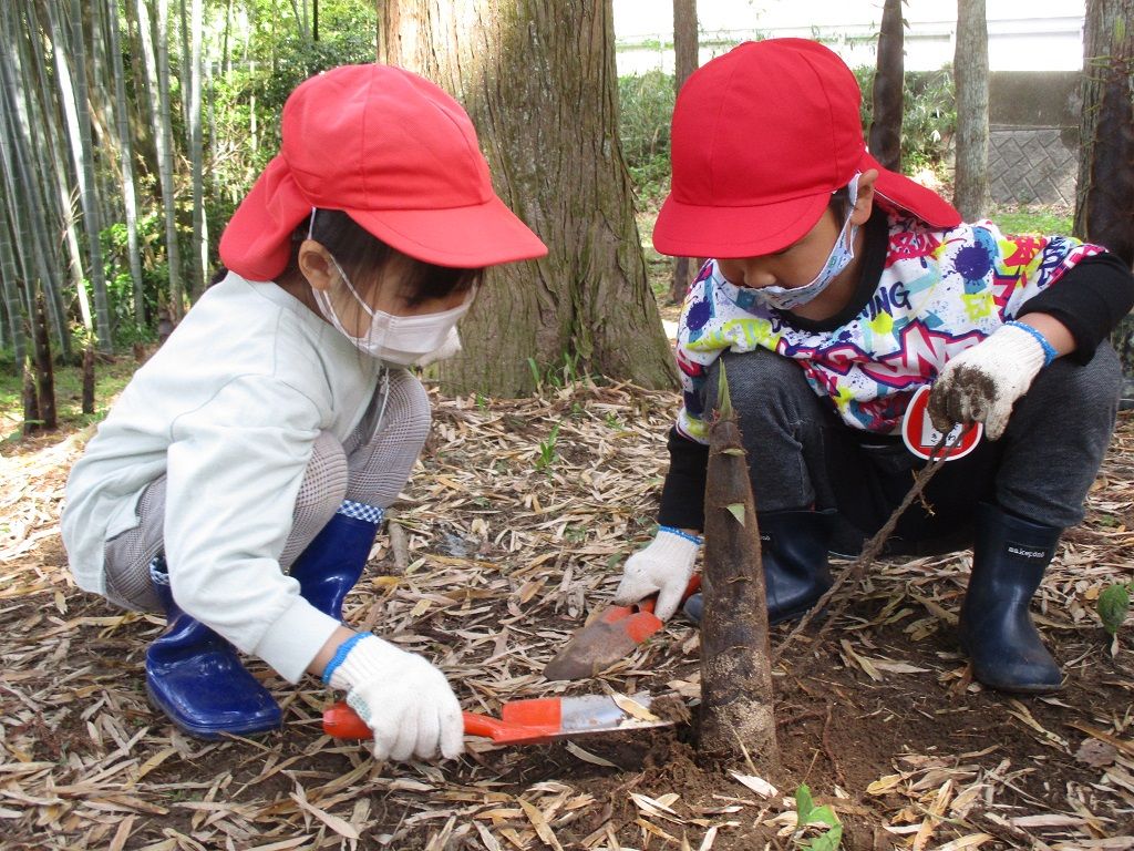 たけのこ掘り写真