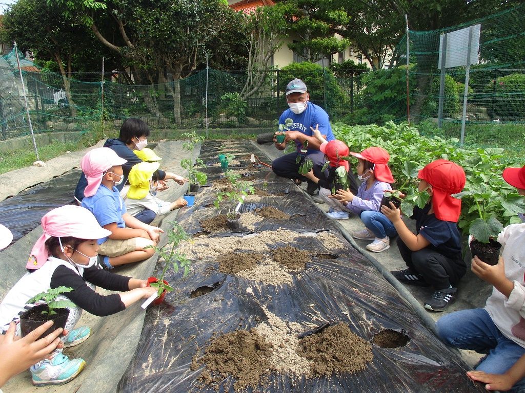 夏野菜の苗植え写真