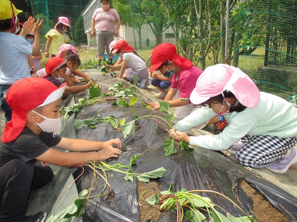 サツマイモ苗植え写真