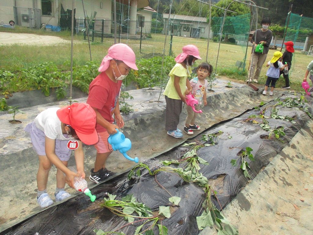 サツマイモ苗植え写真