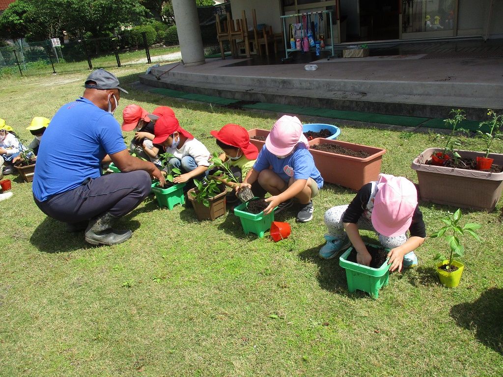 夏野菜の苗植え写真