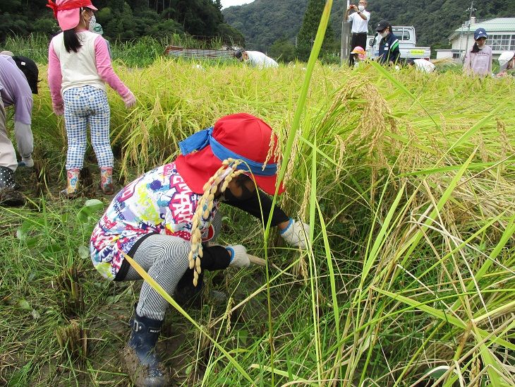 稲刈り写真