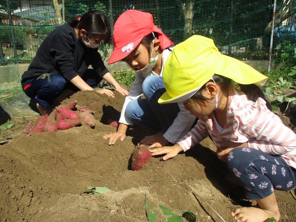 芋掘り写真