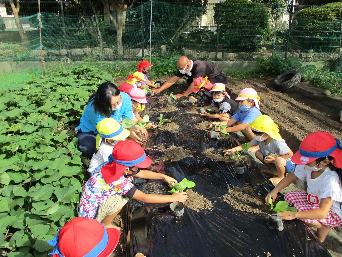 冬野菜の苗植え写真