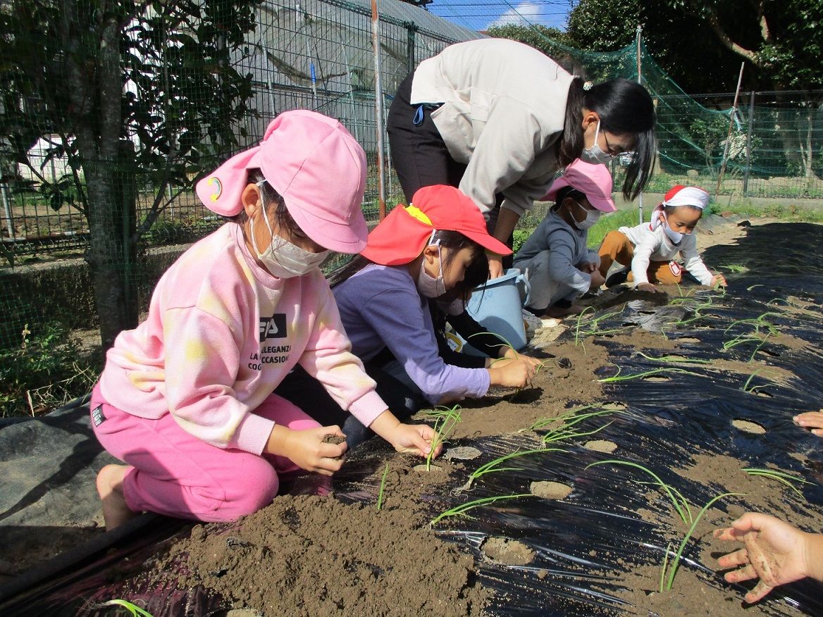 玉ねぎ植え写真