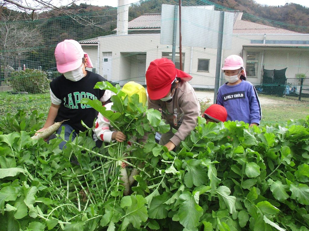 野菜収穫写真